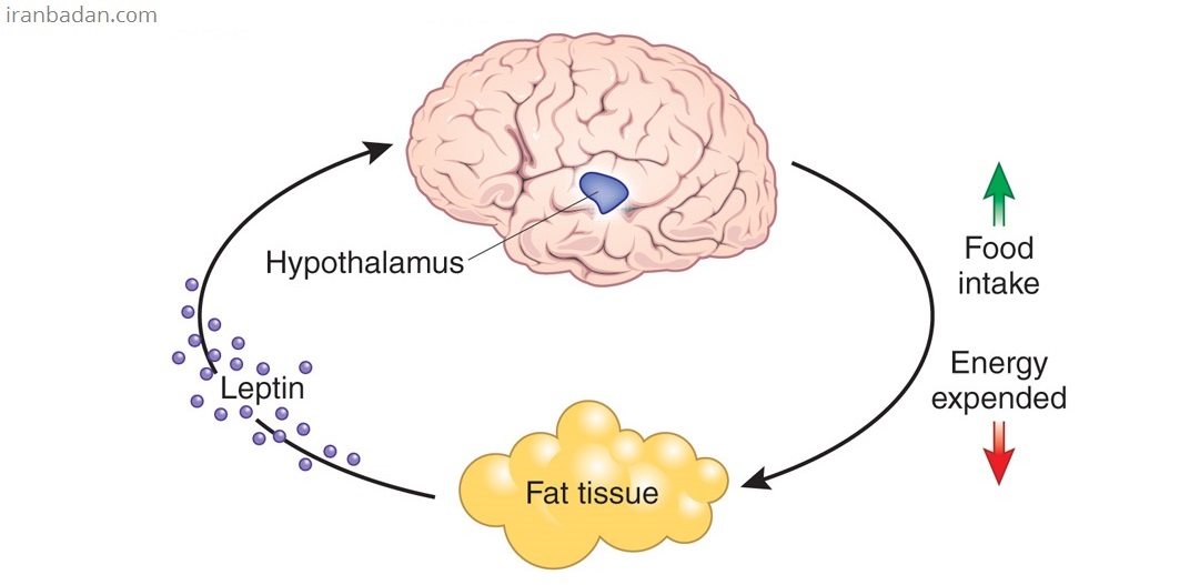 هورمون لپتین و نقش آن در کنترل اشتها و وزن چیست؟