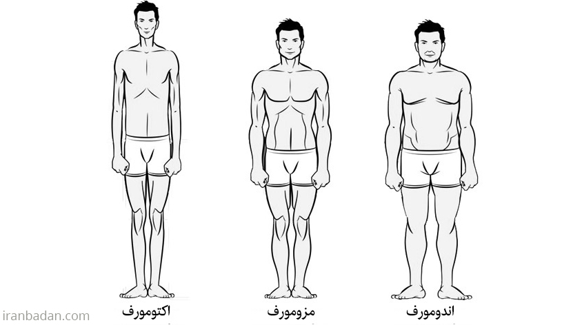 انواع تیپ بدنی اکتومورف، اندومورف و یا مزومورف