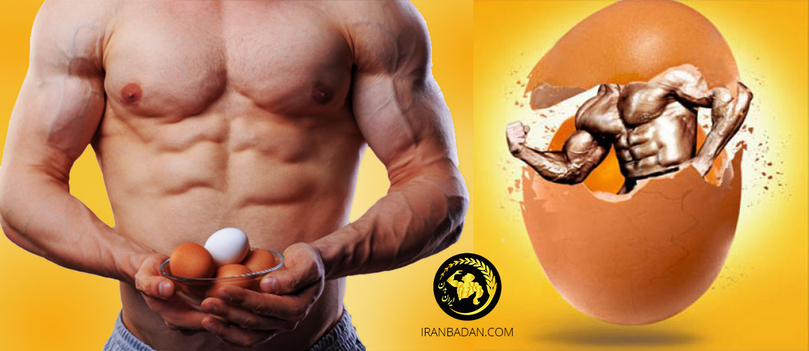 برای عضله سازی سفیده تخم مرغ بهتر است یا تمام تخم مرغ؟