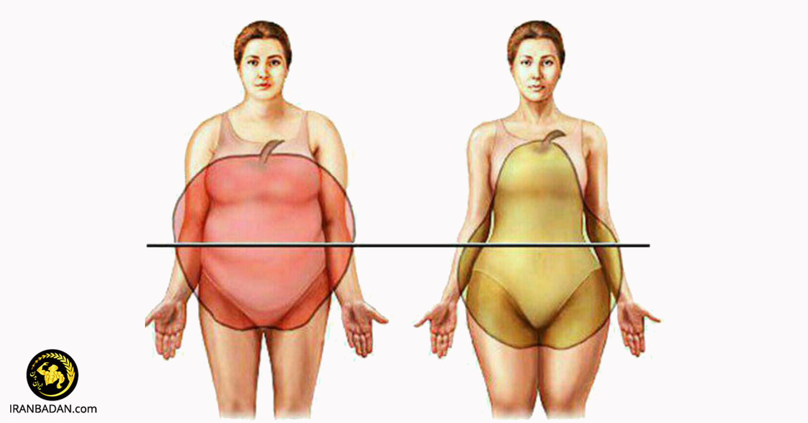 شاخص WHR و چاقی سیبی شکل و گلابی شکل